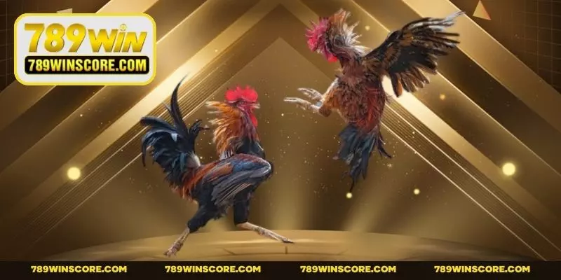 Đá gà online với các giải đấu đến từ trường Thomo