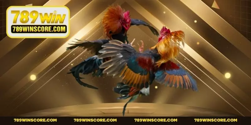 Hình thức chọi kê Phi mạnh mẽ