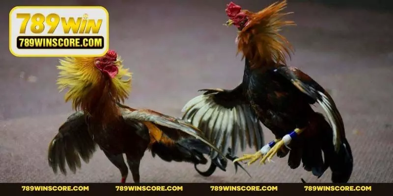 Quy tắc chung về màn so tài giữa các đấu sĩ cựa sắt